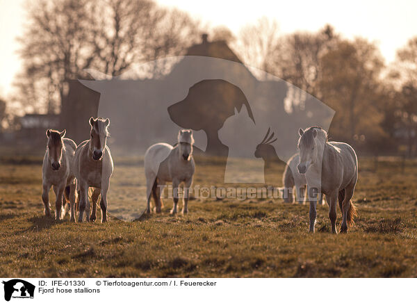 Fjordpferd Hengste / Fjord hose stallions / IFE-01330