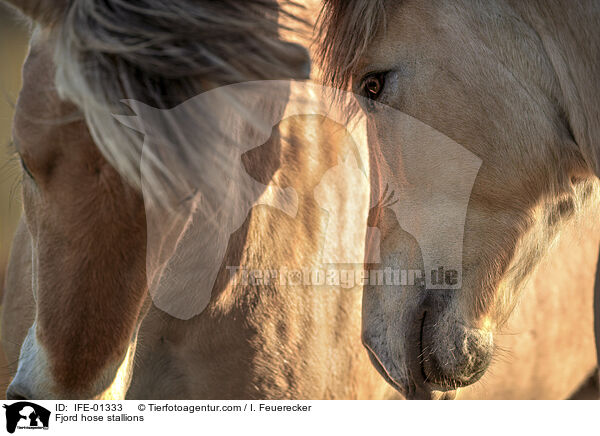 Fjordpferd Hengste / Fjord hose stallions / IFE-01333