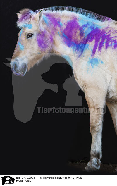 Fjordpferd / Fjord horse / BK-02085