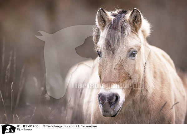 Fjordhorse / IFE-01486