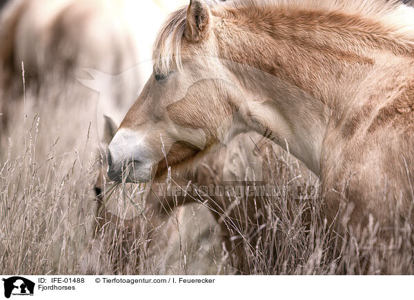 Fjordhorses / IFE-01488