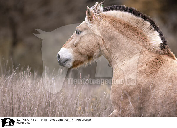 Fjordhorse / IFE-01489