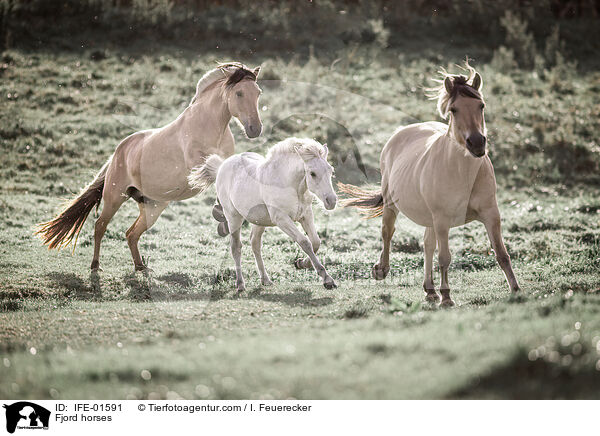 Fjord horses / IFE-01591