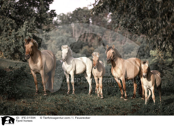 Fjord horses / IFE-01594