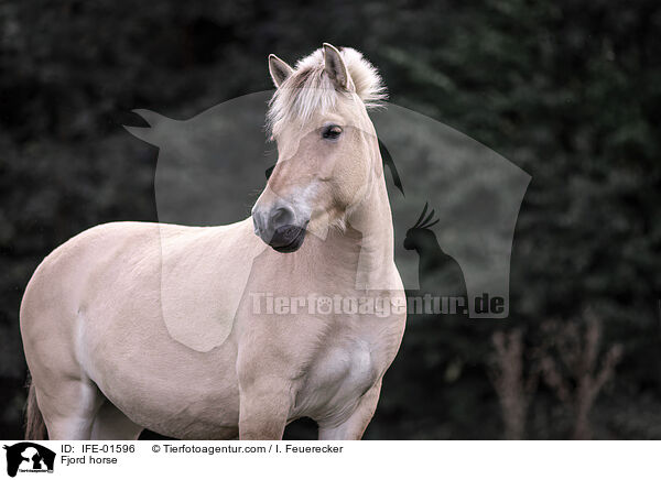 Fjord horse / IFE-01596