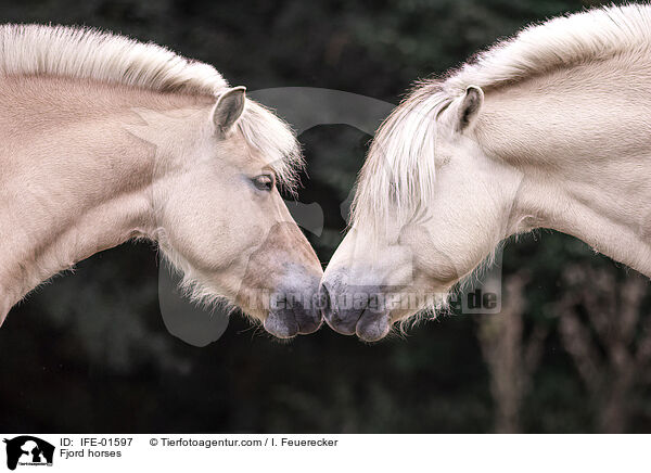 Fjord horses / IFE-01597