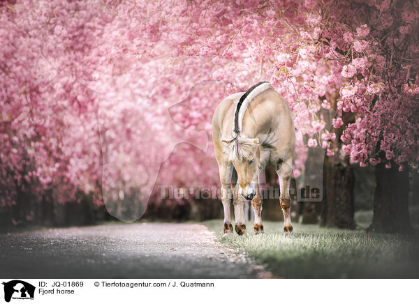 Fjordpferd / Fjord horse / JQ-01869
