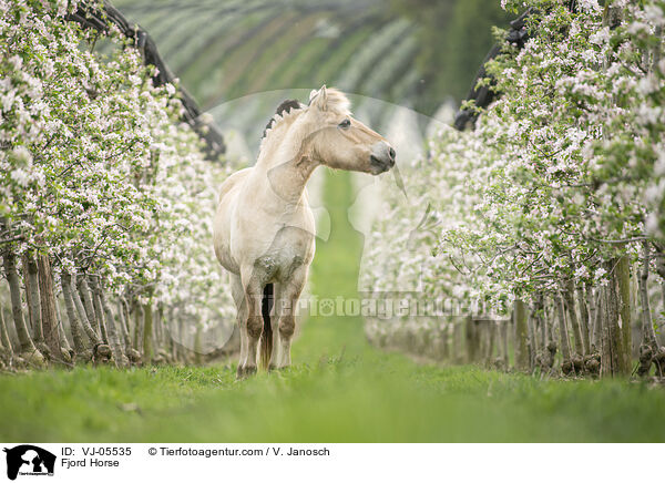 Fjordpferd / Fjord Horse / VJ-05535