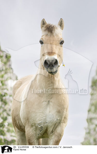 Fjordpferd / Fjord Horse / VJ-05539