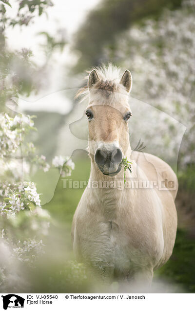 Fjordpferd / Fjord Horse / VJ-05540