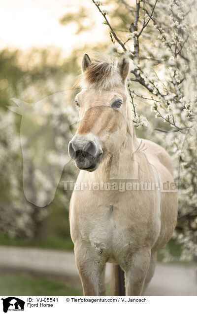 Fjord Horse / VJ-05541