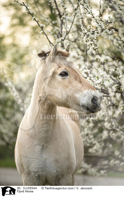 Fjordpferd / Fjord Horse / VJ-05544