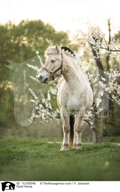 Fjord Horse / VJ-05548