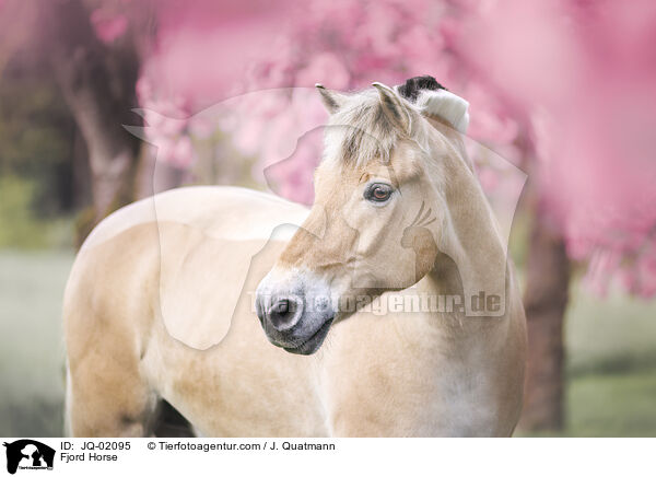 Fjord Horse / JQ-02095