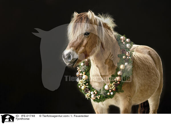 Fjordpferd / Fjordhorse / IFE-01748