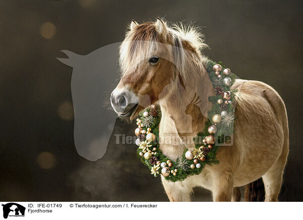 Fjordpferd / Fjordhorse / IFE-01749