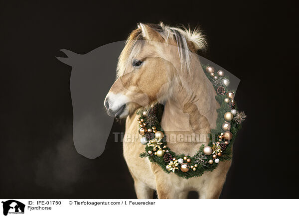 Fjordpferd / Fjordhorse / IFE-01750