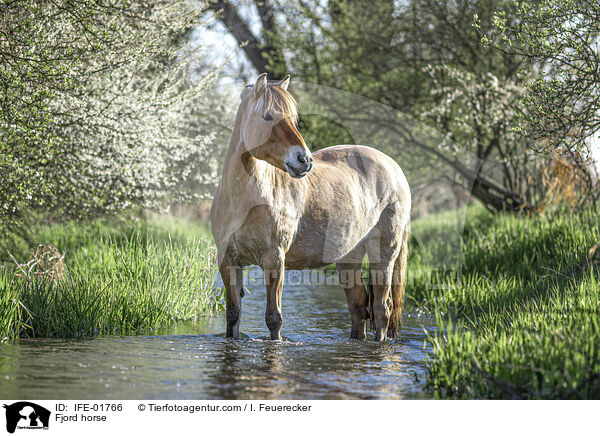 Fjordpferd / Fjord horse / IFE-01766