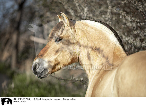 Fjordpferd / Fjord horse / IFE-01768