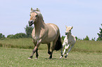 mare with foal