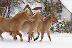 trotting horses
