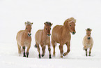trotting horses