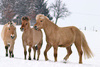 Fjord Horses