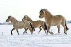 trotting horses