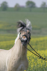 Fjord Horse in rape field