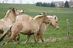 Fjord Horses