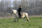 Fjord Horse