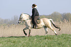 Fjord Horse