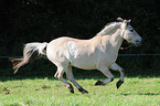 Norwegian horse