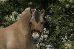 Fjord Horse Portrait