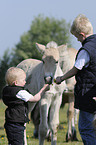 boys with Fjord foal