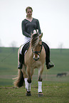 rider with norwegian horse