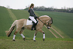 rider with norwegian horse
