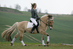 rider with norwegian horse