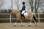 rider with norwegian horse