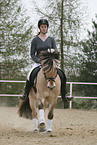 rider with norwegian horse