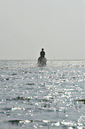 woman rides Fjord