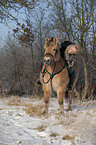 woman with Fjord horse