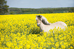 Fjord horse