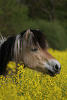 Fjord horse portrait