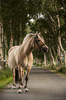 Fjord horse