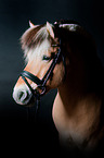 Fjord Horse Portrait
