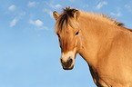 Fjord Horse Portrait