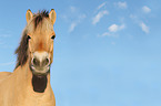 Fjord Horse Portrait
