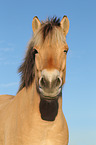 Fjord Horse Portrait