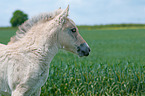 Fjord Horse Foal